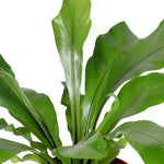 ASPLENIUM ANT CRISSIE H30cm أسبلنيوم أنتي كريسي