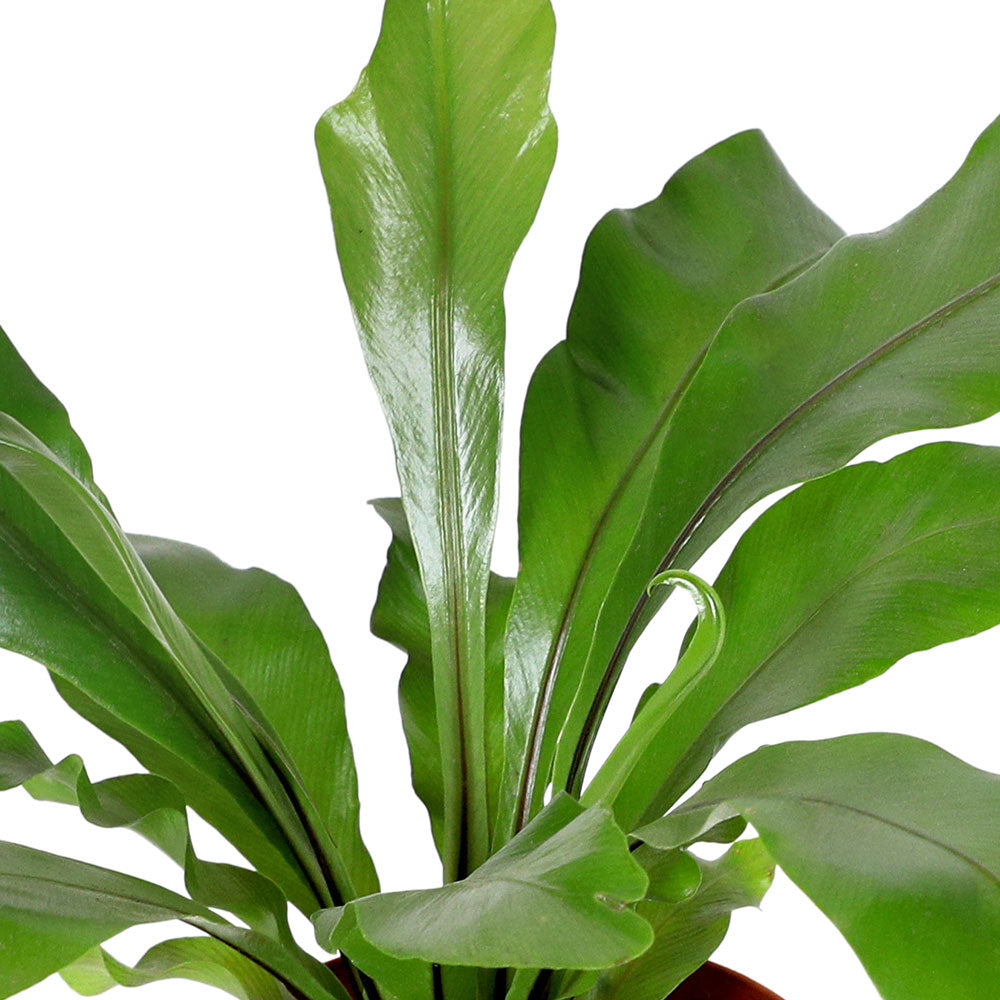 ASPLENIUM ANT CRISSIE H30cm أسبلنيوم أنتي كريسي