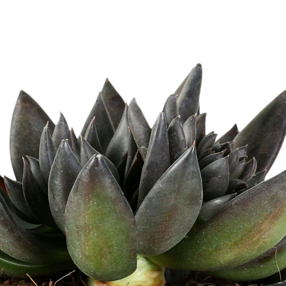 ECHEVERIA BLACK PRINCE إشفيريا
