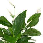 سباثيفيلوم سويت تشيكو - ارتفاع 60 سم