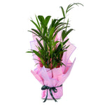 DYPSIS LUTESCENS BOUQUET - باقة ديبسيس لوتيسينس