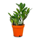 ZAMIOCULCAS ZAMIFOLIA H40 - زاميوكولكاس (زاميا)