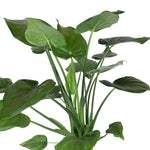 ALOCASIA CUCULLATA H115 الوكاسيا كوكولاتا