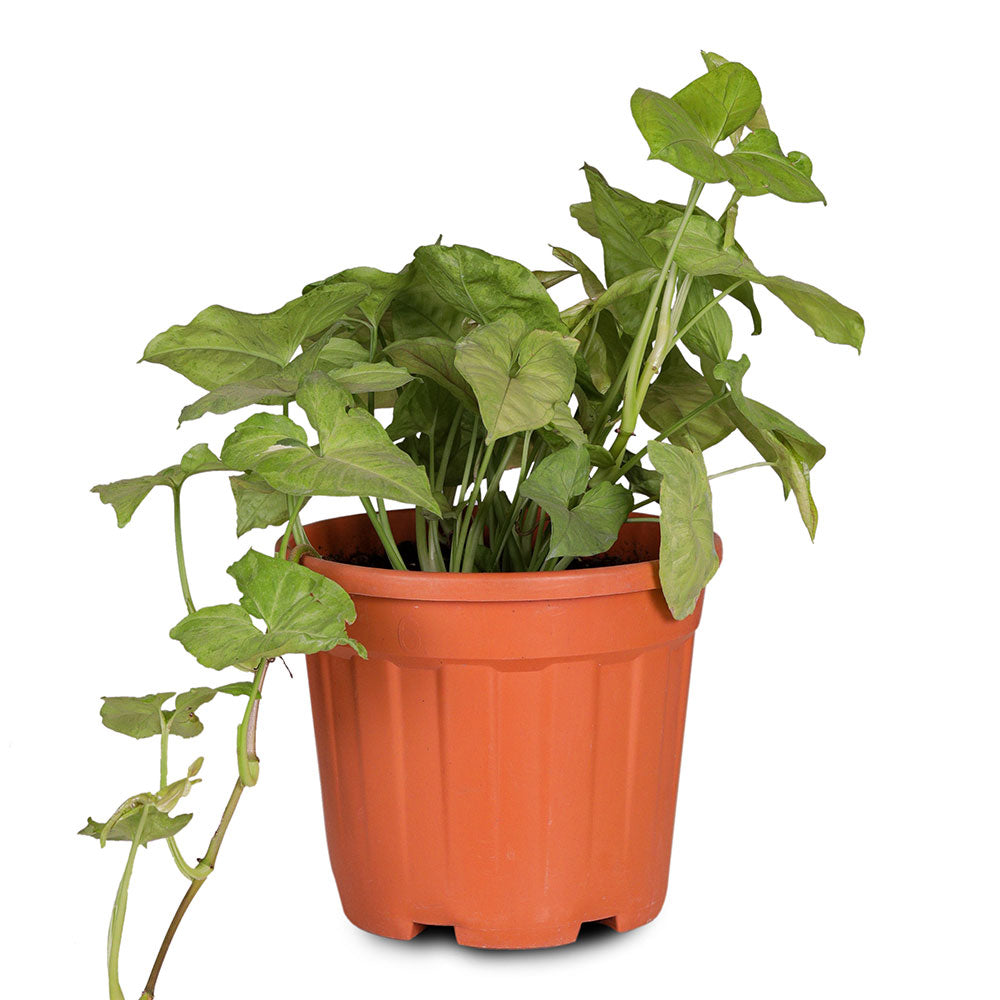 SYNGONIUM PODOPHYLLUM-H20 6 LTR سنغونيوم بودوفيلوم