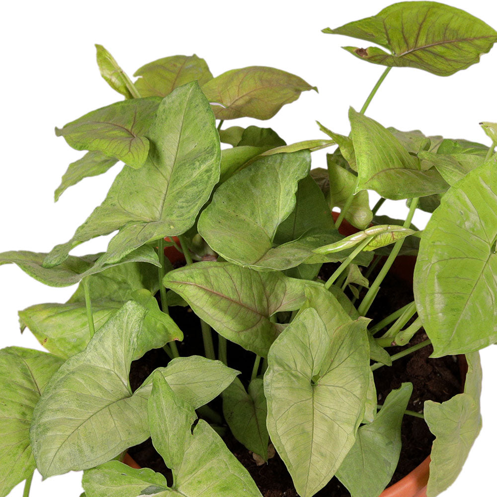 SYNGONIUM PODOPHYLLUM-H20 6 LTR سنغونيوم بودوفيلوم