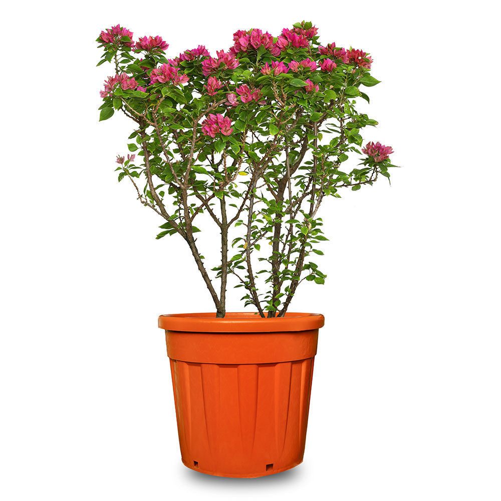 جهنمية  كاتانيا ميسكولر