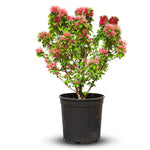 BOUGAINVILLEA CATANIA MESCOLARE جهنمية (مجنونة ) كاتانيا ميسكولر