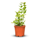 ياسمين سامباك - 60سم