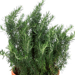 ROSMARINUS OFFICINALIS (Rosemary)- (اكليل الجبل ( روزماري