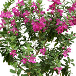 LEUCOPHYLLUM GREEN CLOUD SMALL ليكوفيلوم