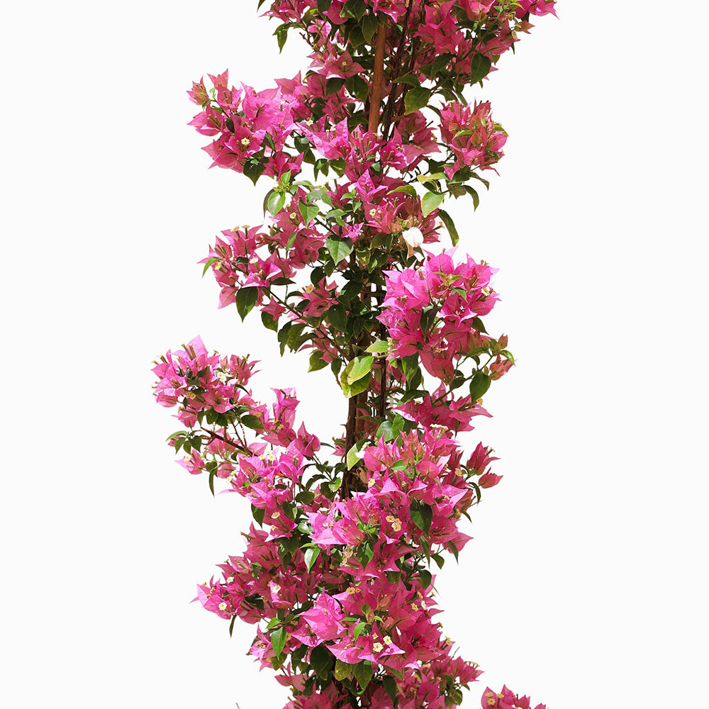 BOUGAINVILLEA COMO CREEPER جهنمية (مجنونة) كومو