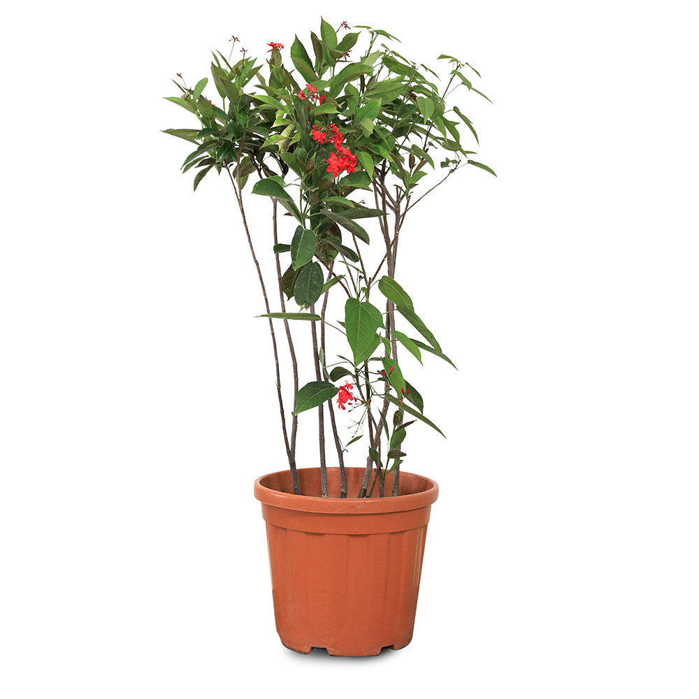 جاتروفا إنتيجريما - احمر