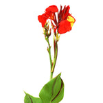 CANNA INDICA CLEOPATRA كنّا كليوباترا