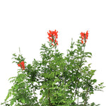 TECOMARIA CAPENSIS تيكوماريا كابينسيس