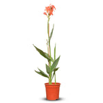 كنا إنديكا وردي