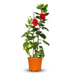 هيبسكس روزا سينينسيس – زهرة مزدوجة