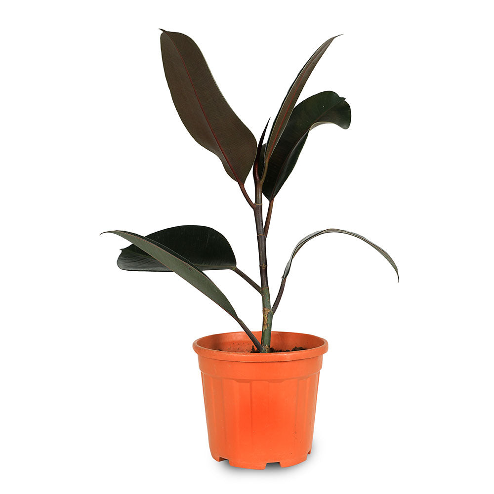 FICUS ELASTICA BURGUNDY فيكس المطاط