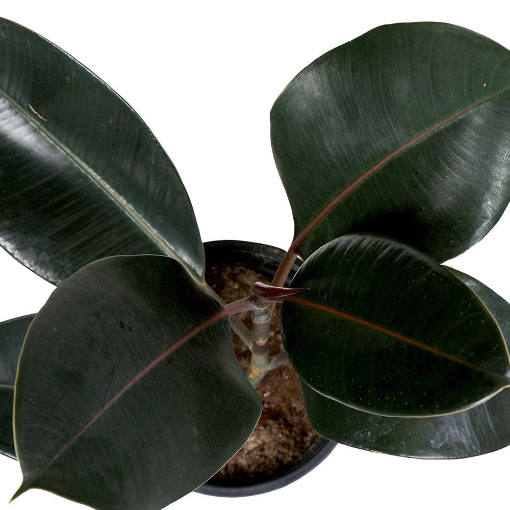 FICUS ELASTICA BURGUNDY فيكس المطاط