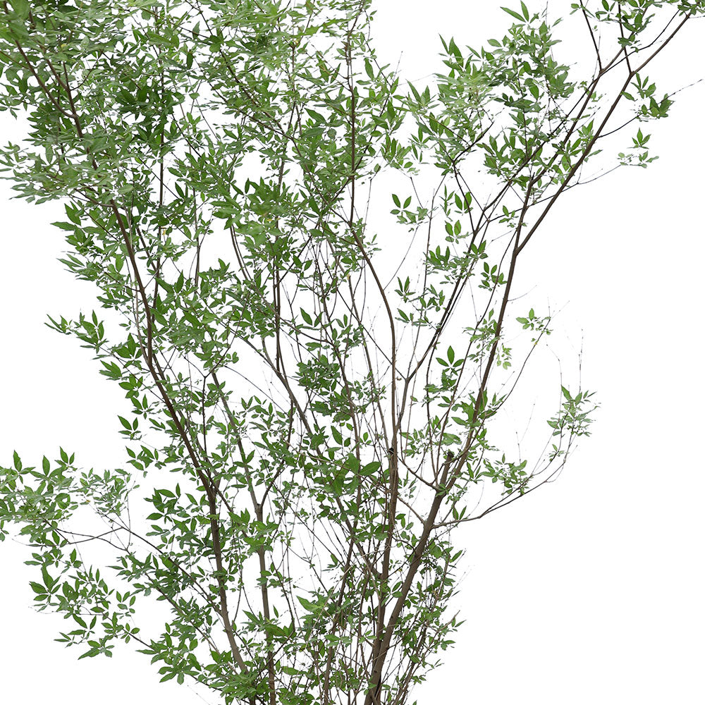 VITEX AGNUS CASTUS - كف مريم