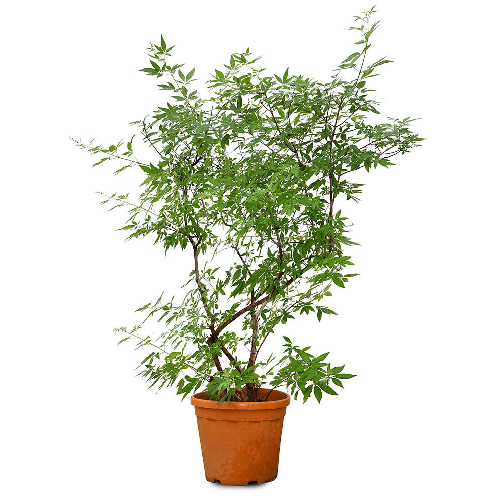 VITEX AGNUS CASTUS - كف مريم