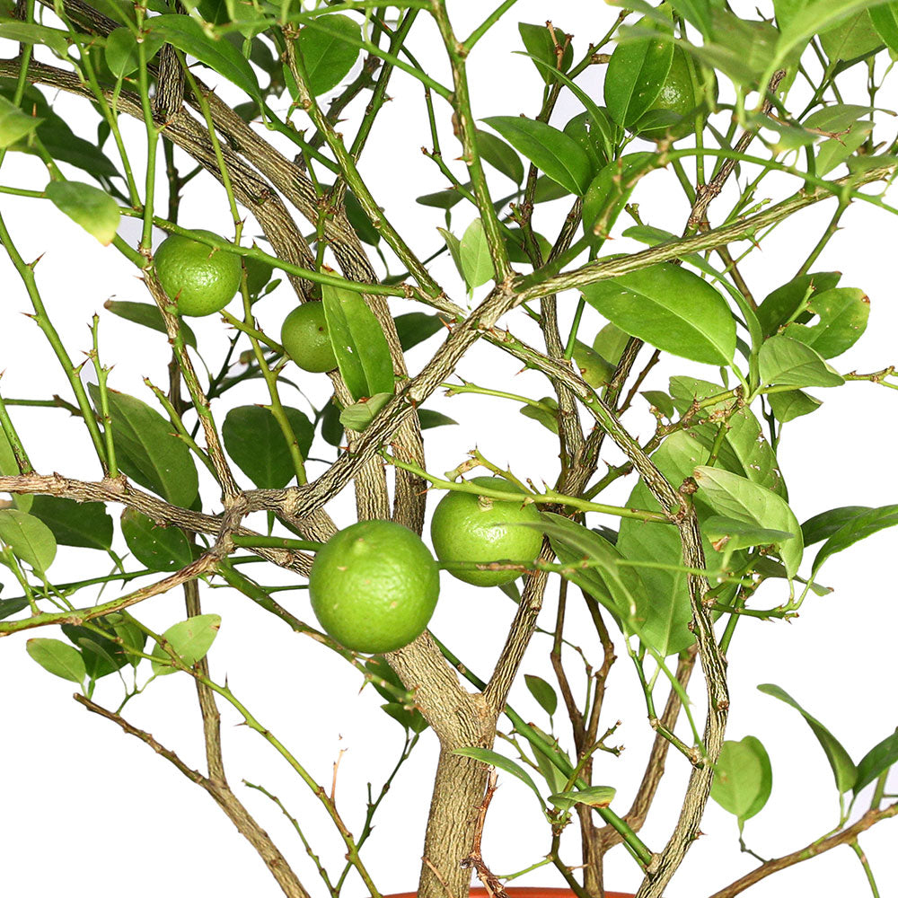 CITRUS LEMON 9 LTR - الحمضيات الليمون