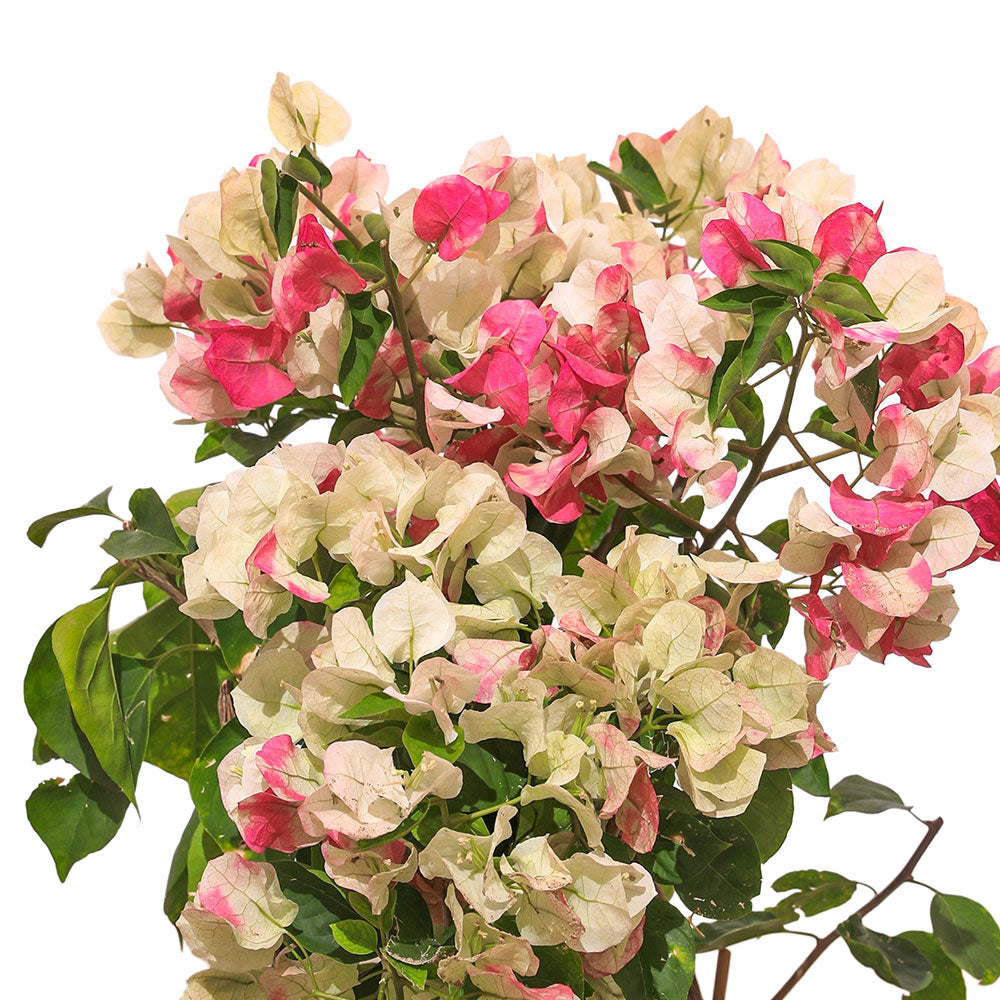 BOUGAINVILLEA TUSCANY SMALL جهنمية (مجنونة) توسكانى
