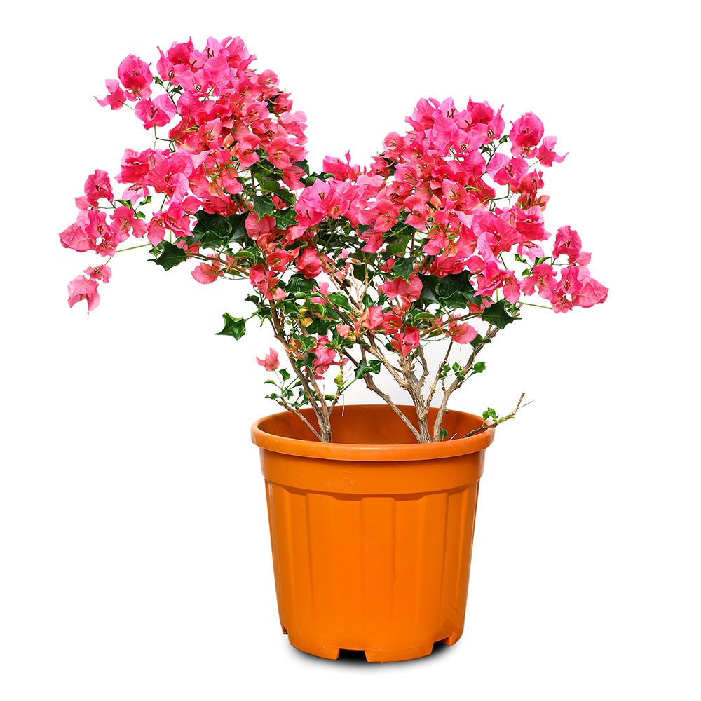 BOUGAINVILLEA CAPRI جهنمية (مجنونة) كابرى