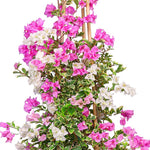BOUGAINVILLEA PURPLE MANAROLA VARIEGATED جهنمية (مجنونة)