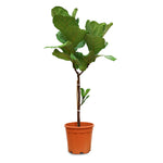 FICUS LYRATA PLANT - نبات فيكس ليراتا