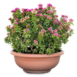 BOUGAINVILLEA CATANIA SEMI CIRCLE - جهنمية (مجنونة) كاتانيا الدائرية
