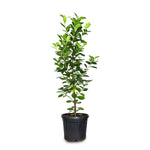 FICUS PANDA فايكس باندا
