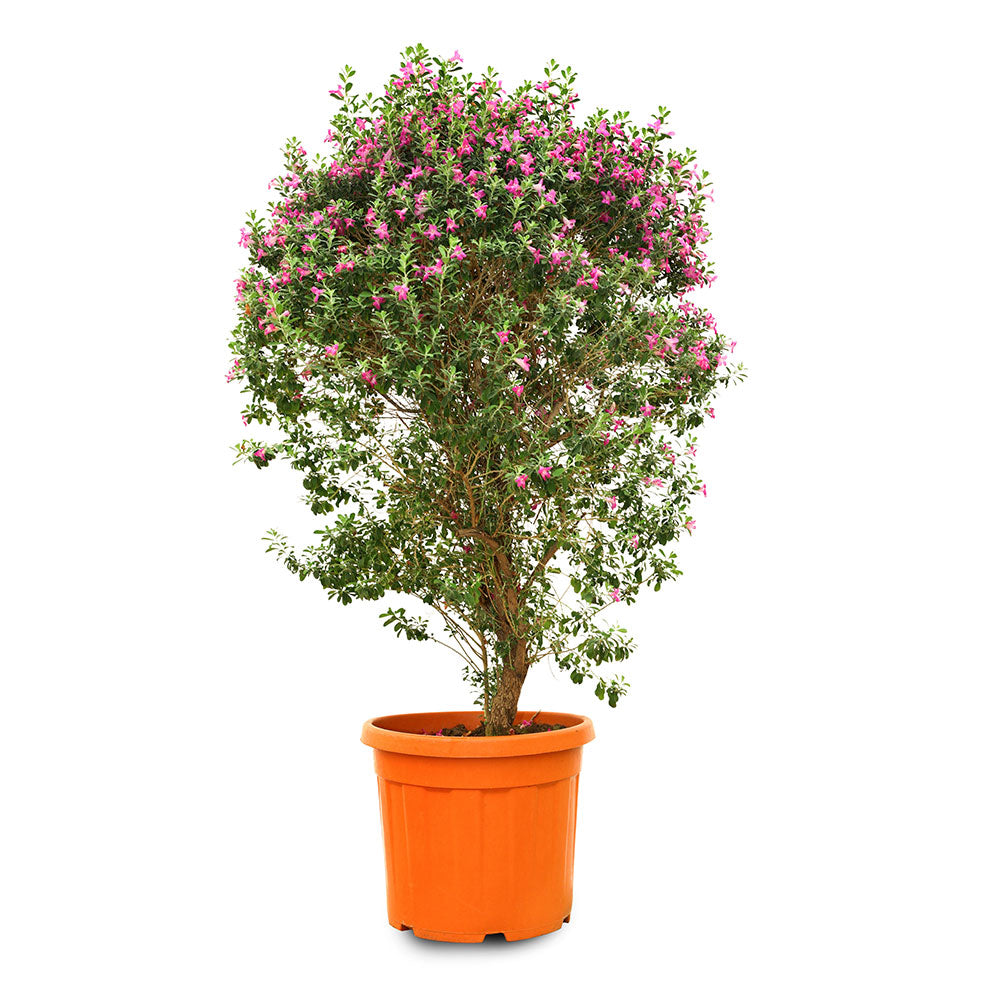 ليكوفيلوم كروي