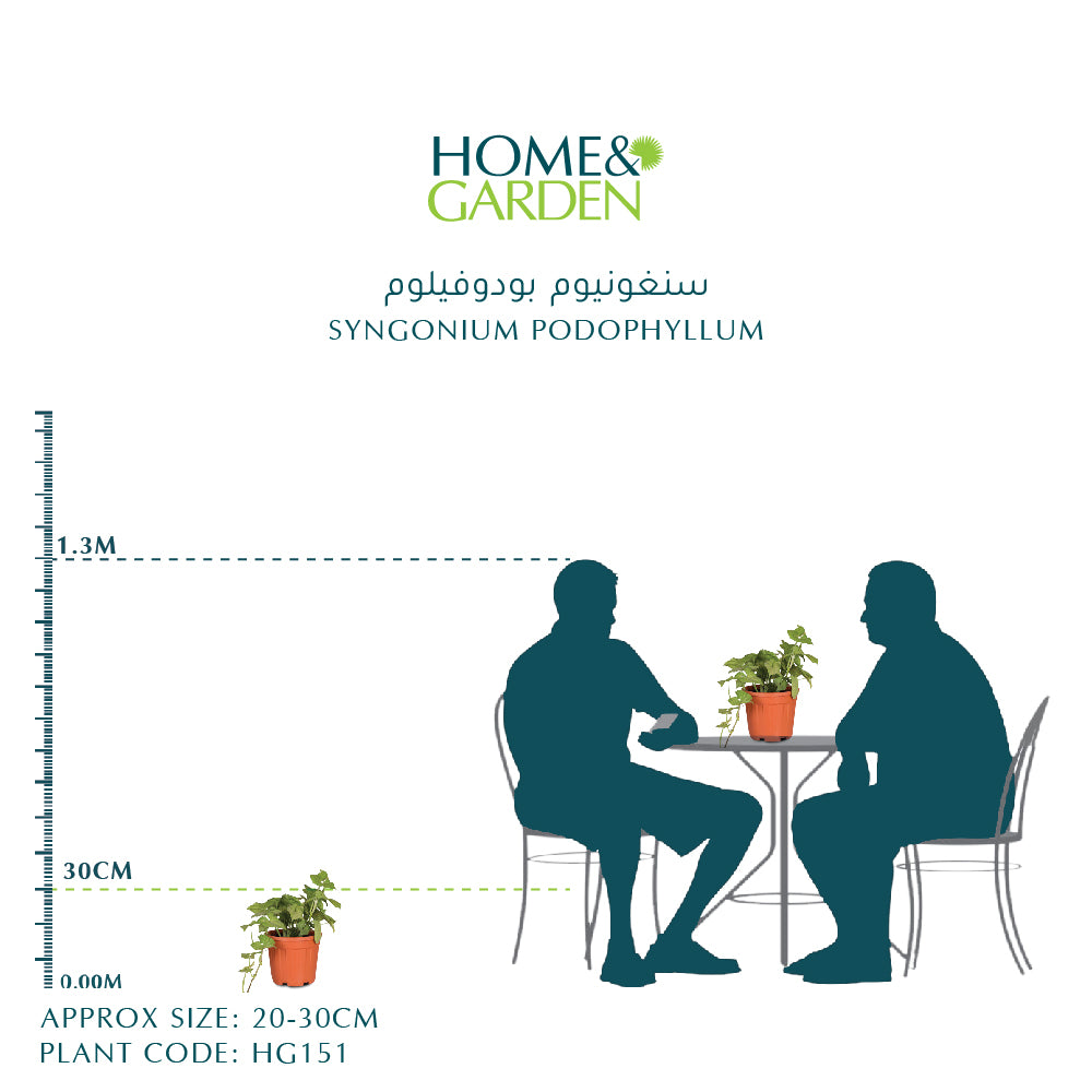 SYNGONIUM PODOPHYLLUM-H20 6 LTR سنغونيوم بودوفيلوم