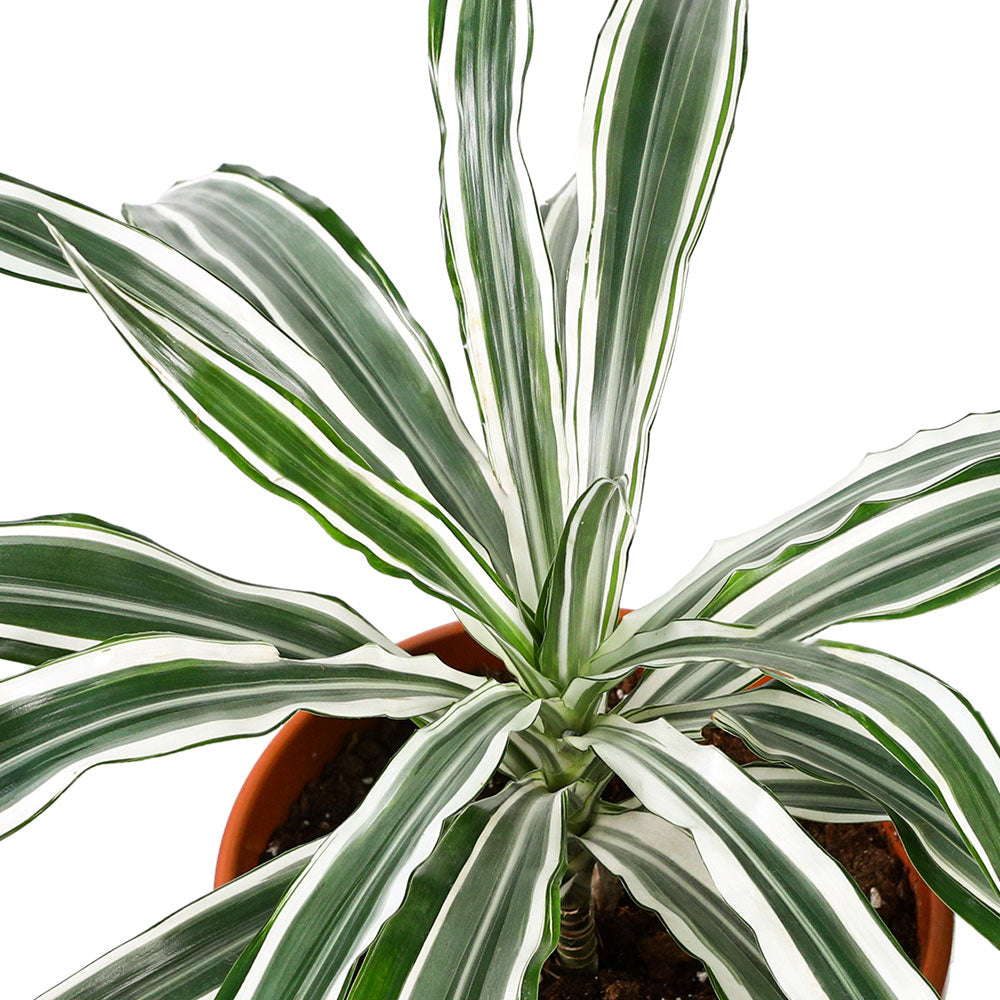 dracaena with white stripes DRACAENA COMPACTA KANZI WHITE STRIPES H-10