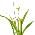 NEOMARICA LONGIFOLIA - نيوماريكا لونجيفوليا