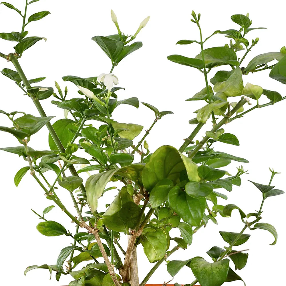 الياسمين الإيطالي