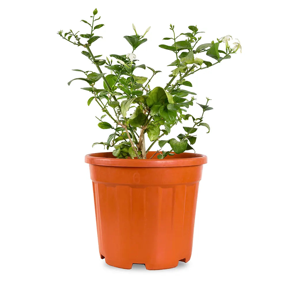 الياسمين الإيطالي