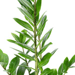 ZAMIOCULCAS ZAMIIFOLIA - زاميوكولكاس زاميفوليا