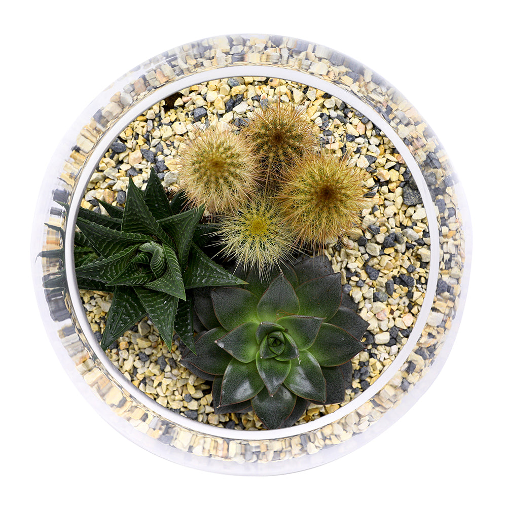 CACTUS & MIX SUCCULENT TERRARIUM مجموعة من الصباريات المتنوعة في حوض تيراريوم