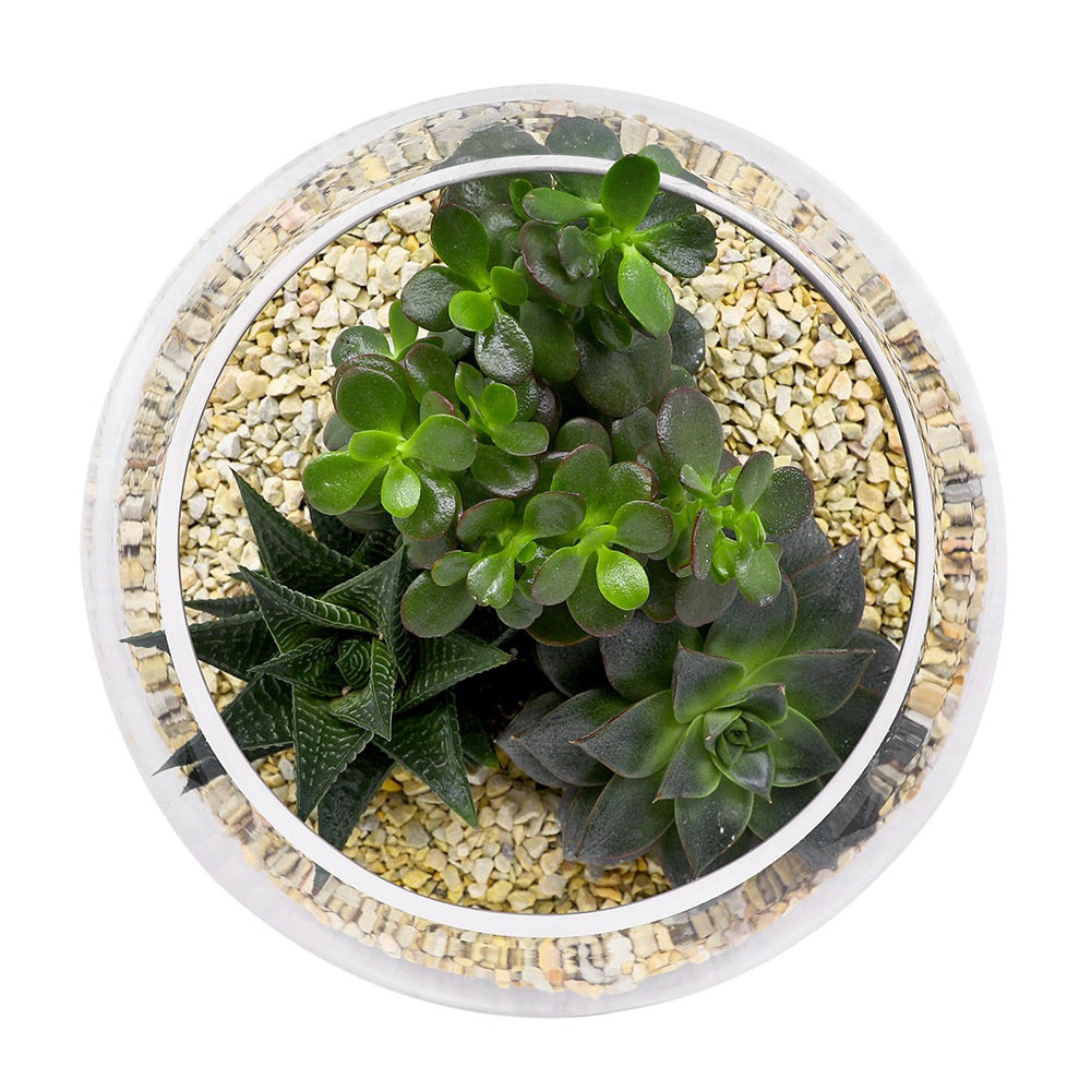 MIX INDOOR SUCCULENT PLANTS IN TERRARIUM مجموعة من الصباريات في حوض التيراريوم الرائع