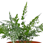 PTERIS ENSIFORMIS - بيتريس إنسيفورميس