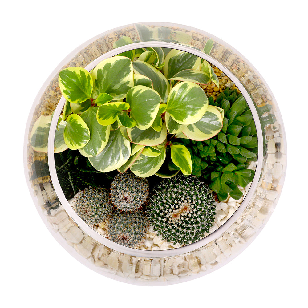 CACTUS & MIX INDOOR PLANTS IN TERRARIUM مجموعة من الصباريات في حوض التيراريوم المميز