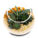 MIX CACTUS IN TERRARIUM مجموعة من الصباريات في حوض التيراريوم الرائع