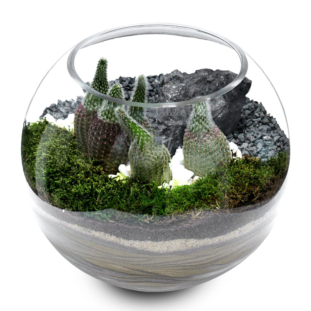 TERRARIUM GIFT SET - (صباريات في (هدية تيراريوم