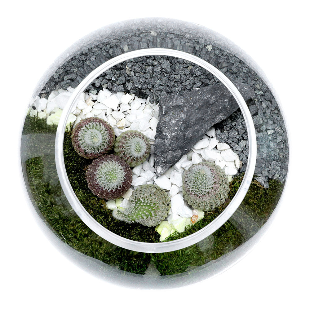 TERRARIUM GIFT SET - (صباريات في (هدية تيراريوم