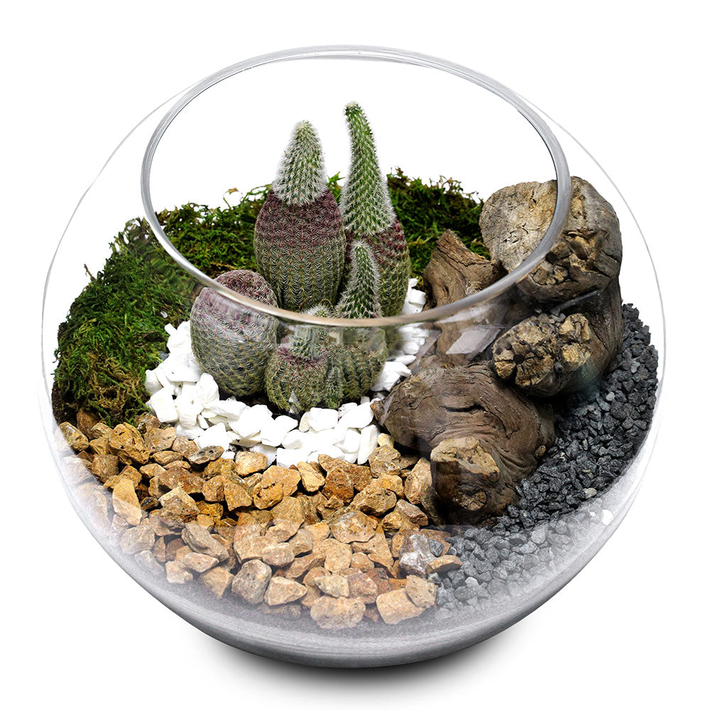 TERRARIUM GIFT SET - (صباريات في (هدية تيراريوم