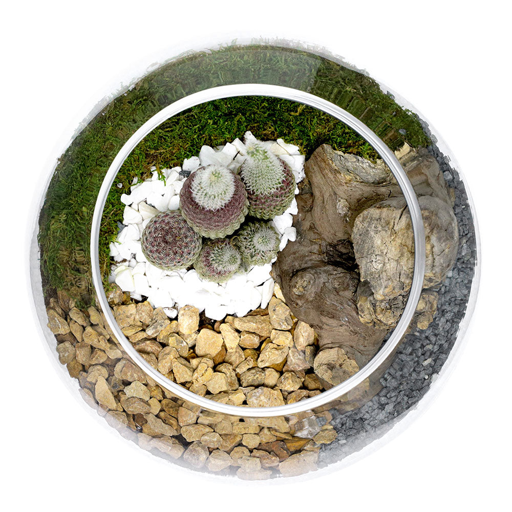 TERRARIUM GIFT SET - (صباريات في (هدية تيراريوم