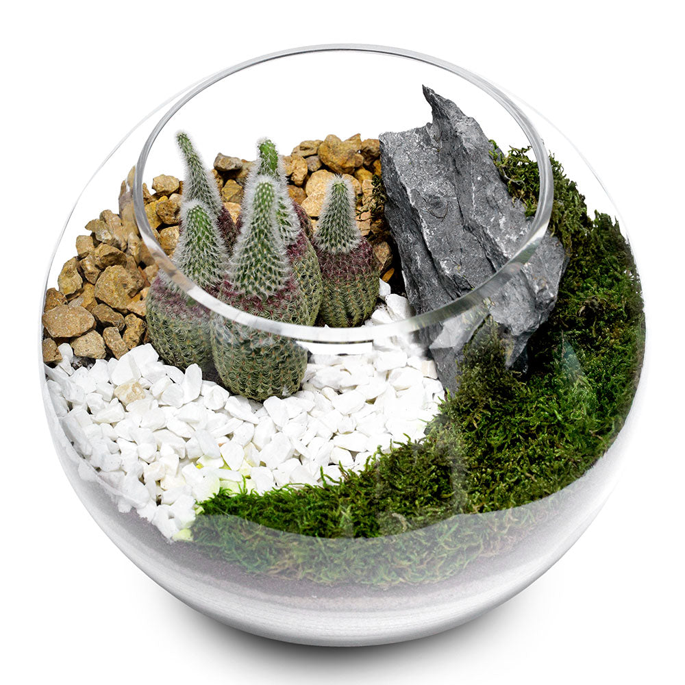 TERRARIUM GIFT SET - (صباريات في (هدية تيراريوم