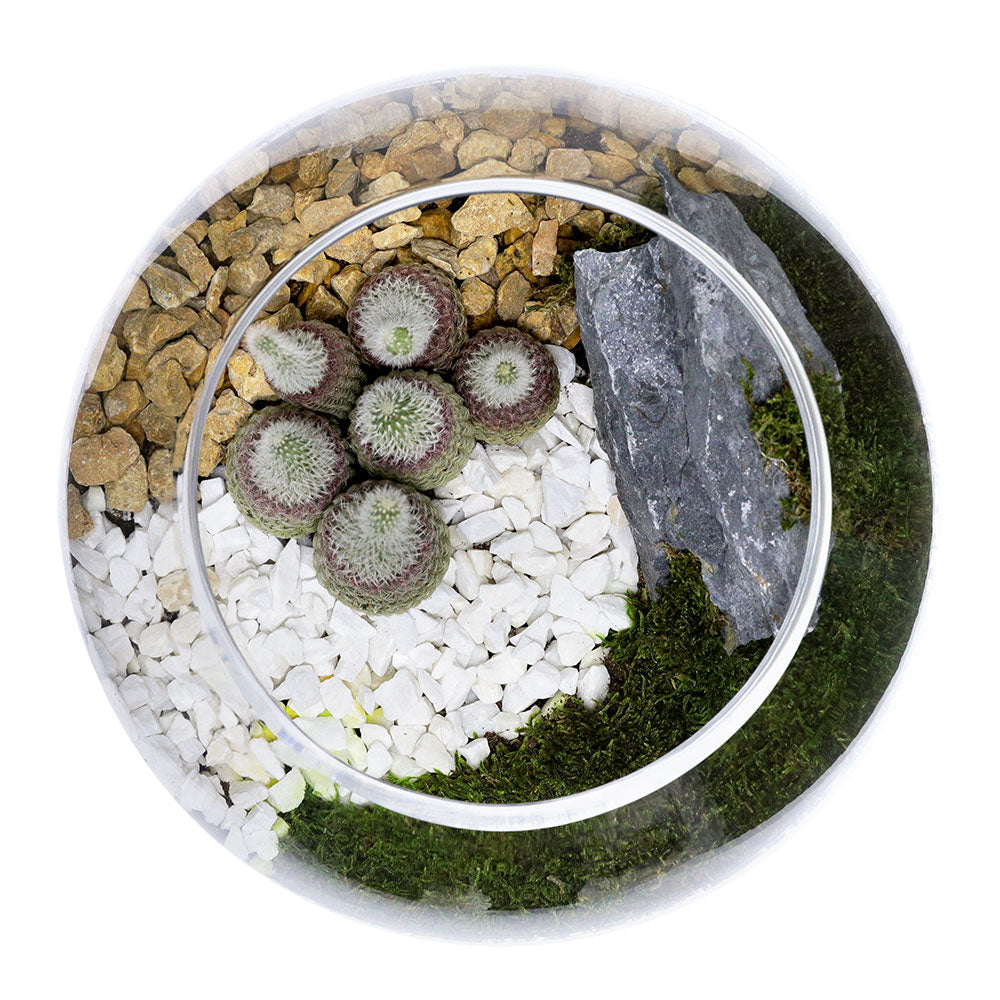 TERRARIUM GIFT SET - (صباريات في (هدية تيراريوم