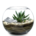 TERRARIUM GIFT SET - (صباريات في (هدية تيراريوم